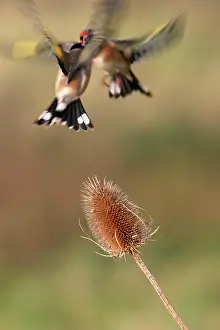 Teasels: Goldfinches - Birds fighting over teasel