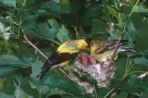 Goldfinches: Goldfinches and Chicks