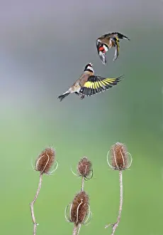 Carduelis: Goldfinches - fighting