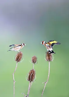 Carduelis: Goldfinches - fighting