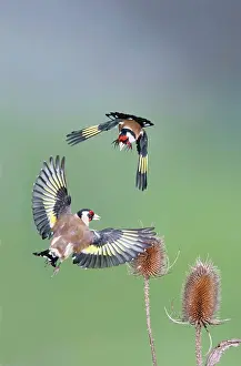Carduelis: Goldfinches - fighting
