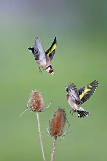 Carduelis: Goldfinches - fighting