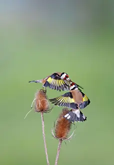 Carduelis: Goldfinches - fighting