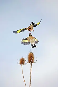 Carduelis: Goldfinches - fighting over teasel