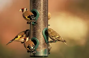 Siskins: GOLDFINCHES - and Siskin (carduelis spinus) at bird feeder