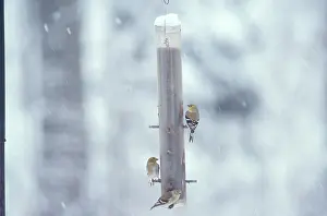Goldfinches: Goldfinches in the Snow