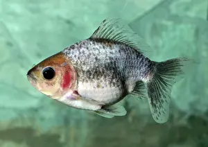 Ancestral: Goldfish 