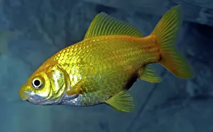 Ancestral: Goldfish
