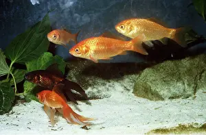 Emma Coghlan: GOLDFISH