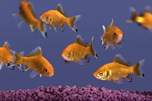 Carp: Goldfish
