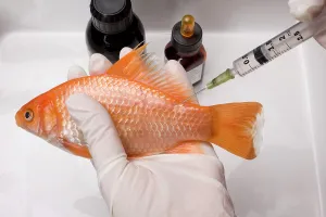 Injections: Goldfish - being administered injection by vet