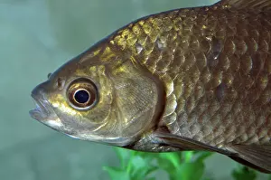 Found: Goldfish. the ancestral form, found in freshwaters