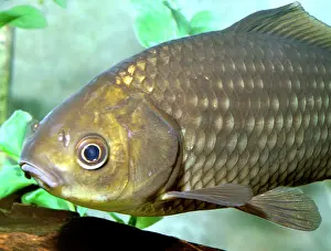 Found: Goldfish. the ancestral form, found in freshwaters