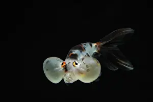 Characteristics: Goldfish Bluble eye on black background