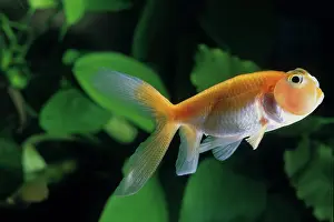 Absurd: Goldfish Bubble Eye