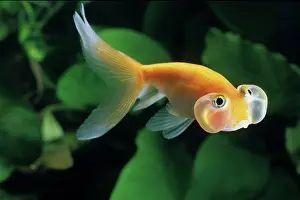 Absurd: Goldfish Bubble Eye