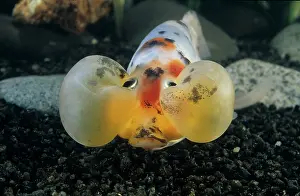 Absurd: Goldfish Bubble Eye Riukins