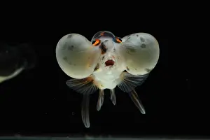 Carassius: Goldfish Bubble Eyes