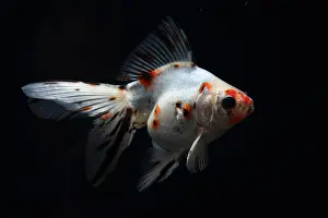 Particularities: Goldfish calico Ryukin on black background