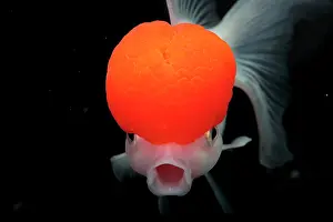 Cypriniformes: Goldfish (Carassius auratus) Red Cap Oranda on