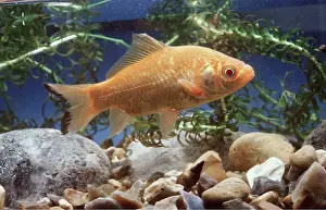 Aquariums: GOLDFISH - DARK TIP OF TAIL