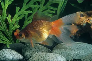 Absurd: Goldfish Demekin