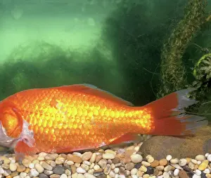 Goldfishes: Goldfish with finrot