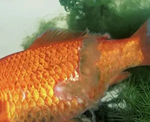 Goldfishes: Goldfish with fungal attack
