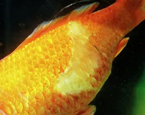 Goldfishes: Goldfish with fungal attack