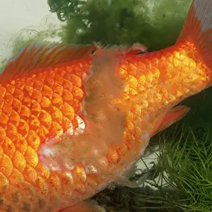 Defects: Goldfish - with fungus