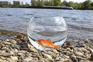 Glass: Goldfish in glass, on the lake shore, goldfish glass, free