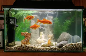 Tanks: Goldfish - In goldfish tank
