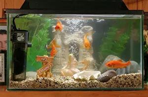 Tanks: Goldfish - In goldfish tank