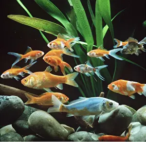 Aquariums: GOLDFISH - group