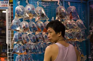 Shops: Goldfish Market Tung Choi street Mong Kok district Hong Kong