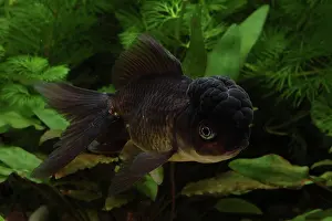 Blacks: Goldfish Oranda Black in aquarium