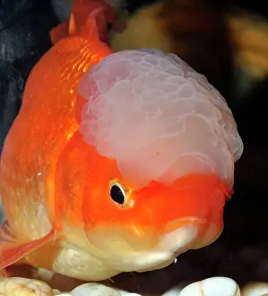 Oranda: Goldfish. Oranda variety