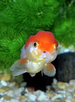 Oranda: Goldfish. Oranda variety