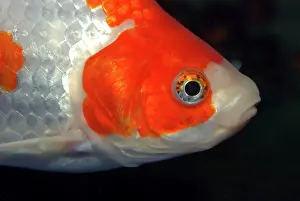 Goldfish - ornamental