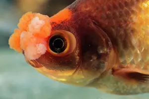 Goldfish: Goldfish Pompon