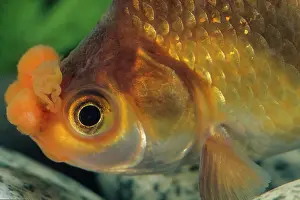 Goldfish: Goldfish Pompon