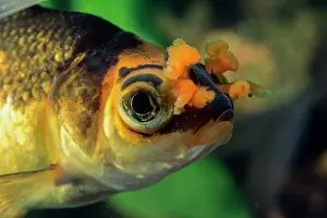 Goldfish: Goldfish Pompon