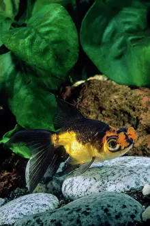 Goldfish: Goldfish Pompon