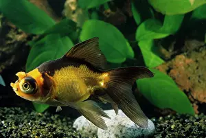 Motions: Goldfish pompon