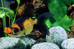 Motions: Goldfish pompon