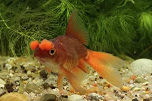Characteristics: Goldfish Pompon or Hana Fusa goldfish in aquarium