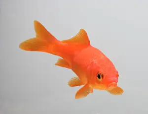 Goldfishes: Goldfish - three quarter view
