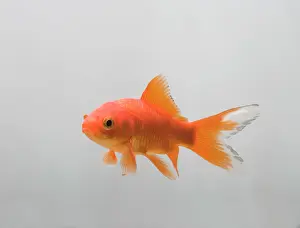 Goldfishes: Goldfish - three quarter view