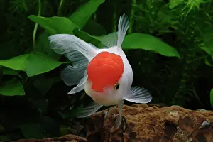 Characteristics: Goldfish Red Cap Oranda in aquarium