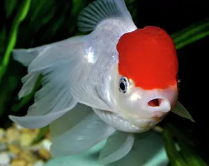 Oranda: Goldfish. Red Cap Oranda variety